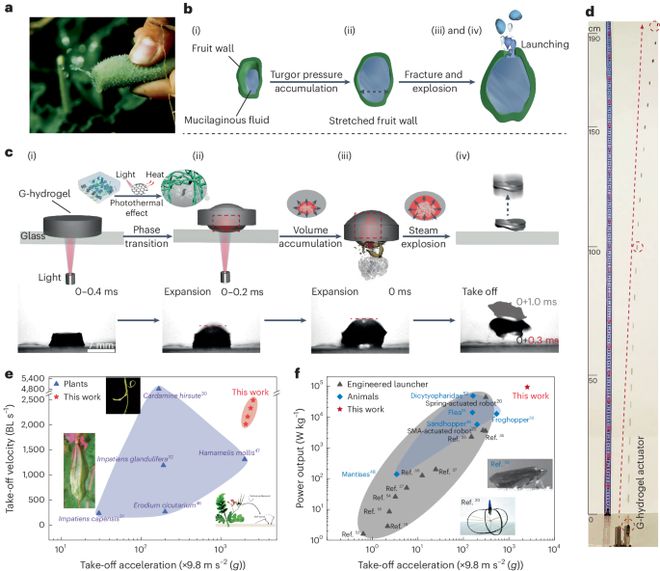 会“买球网站：喷射”的仿生水凝胶登上NatureMaterials!(图2)