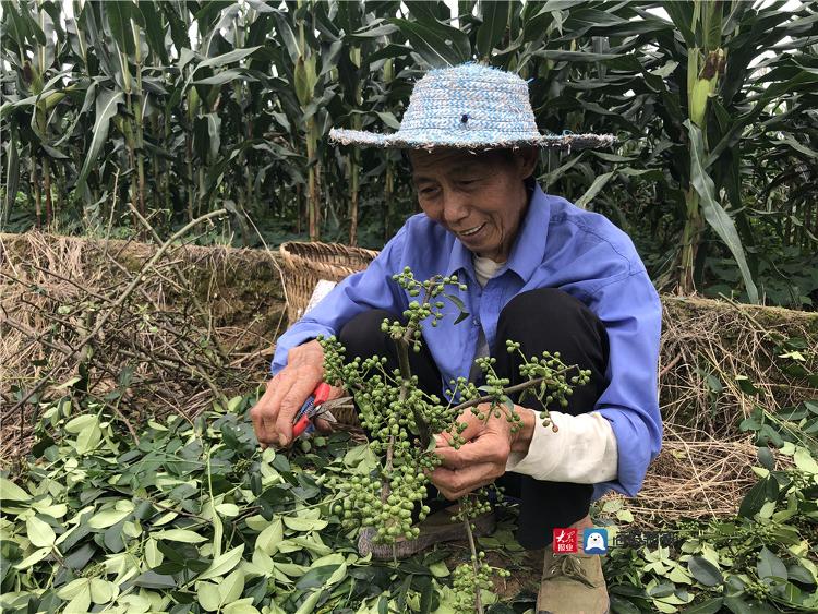 城阳区棘洪滩街道“利和萃取”：打造东西协作精准产业扶贫的“城阳样板”买球网站：(图4)