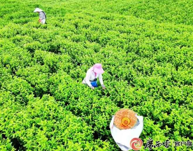 十大买球平台：2025年新茶饮突围趋势一探(图2)