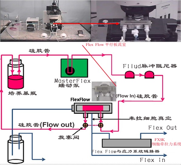 提供美国flexcell流体剪切力细胞剪切力买球网站：研究实验设备(图10)