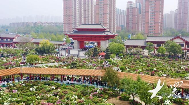 好一朵美丽的“富民花”——菏泽市牡丹产业高质量发展纪实(图1)