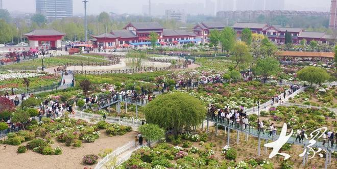 好一朵美丽的“富民花”——菏泽市牡丹产业高质量发展纪实(图2)