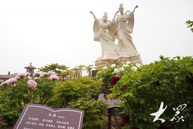好一朵美丽的“富民花”——菏泽市牡丹产业高质量发展纪实(图7)