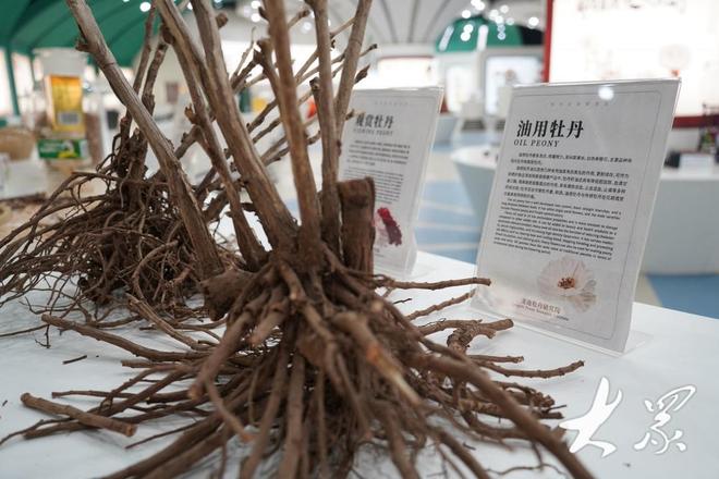 好一朵美丽的“富民花”——菏泽市牡丹产业高质量发展纪实(图11)