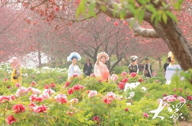 好一朵美丽的“富民花”——菏泽市牡丹产业高质量发展纪实(图16)
