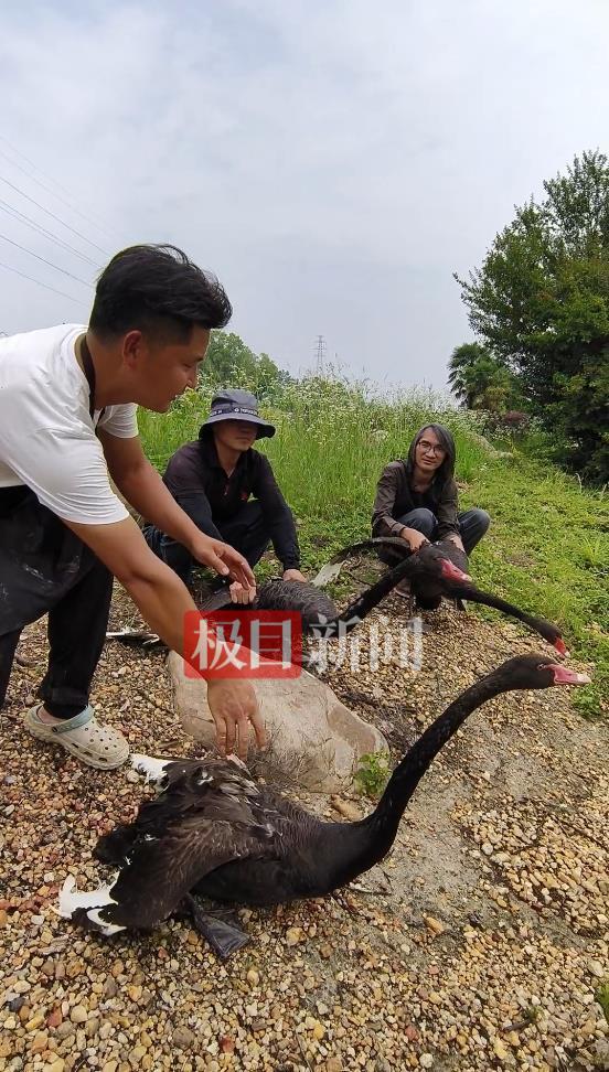 “渣鹅”移情别恋后饲养员为伤心母天鹅安排了两只新的公天鹅(图1)