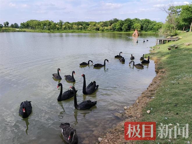 “渣鹅”移情别恋后饲养员为伤心母天鹅安排了两只新的公天鹅(图7)