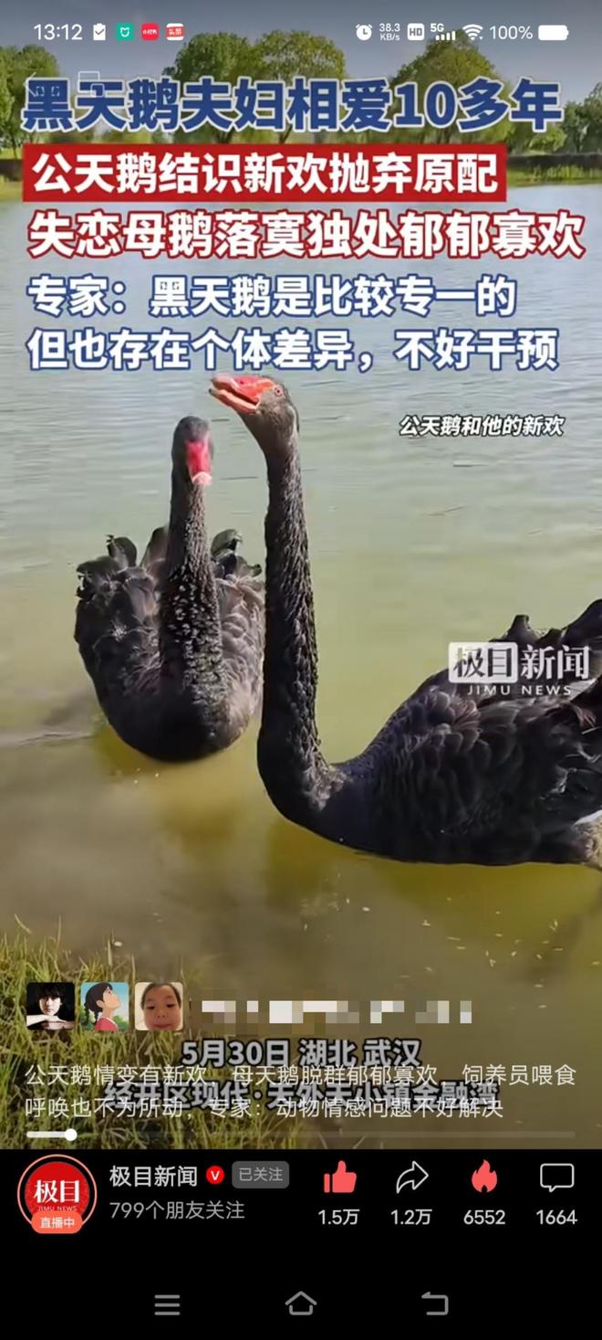 “渣鹅”移情别恋后饲养员为伤心母天鹅安排了两只新的公天鹅(图2)