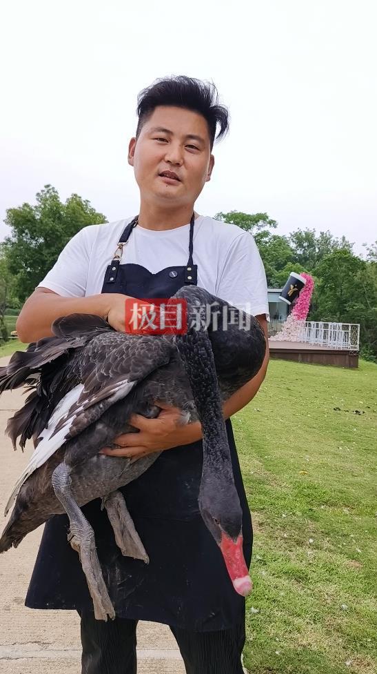 “渣鹅”移情别恋后饲养员为伤心母天鹅安排了两只新的公天鹅(图5)
