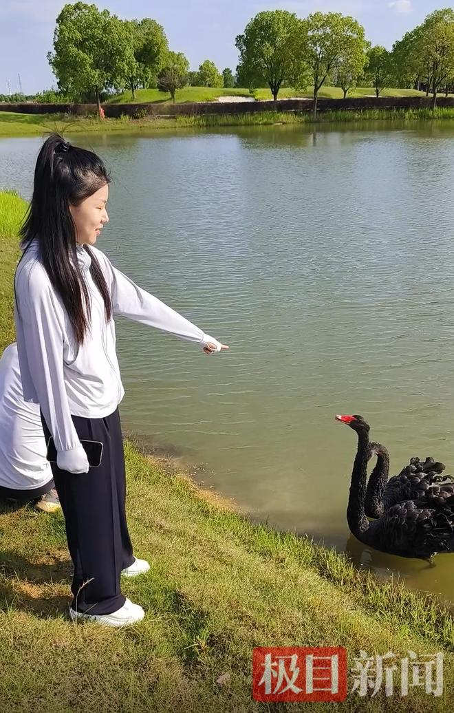 “渣鹅”移情别恋后饲养员为伤心母天鹅安排了两只新的公天鹅(图14)