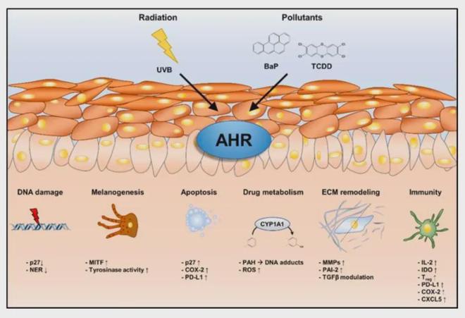 铅超标30倍伤肾又招癌这种手机壳是“隐形毒王”别再用了(图5)