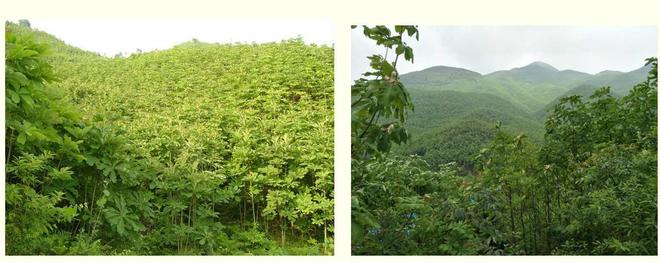 天然、安全、高效—和广生物超临界技术赋能和厚朴酚产业发展(图3)