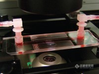 ibidi流体剪切力系统(图2)